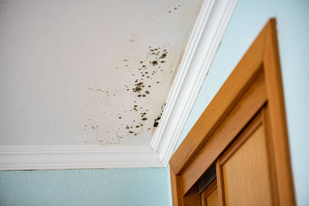 Best Commercial Mold Removal  in Obion, TN